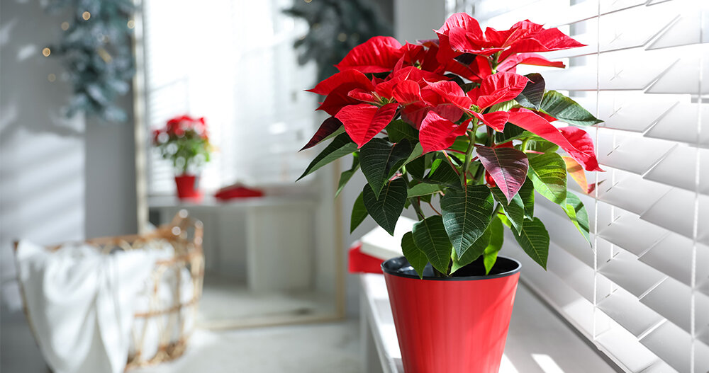 Péče o květiny Poinsettia 5 úžasných způsobů, jak přimět květiny k rozkvětu po celou zimu květiny Péče o květiny  zimní péče zimní květiny Zavlažování Teplota Světlo Rostliny Květiny Kvetení Hnojení 