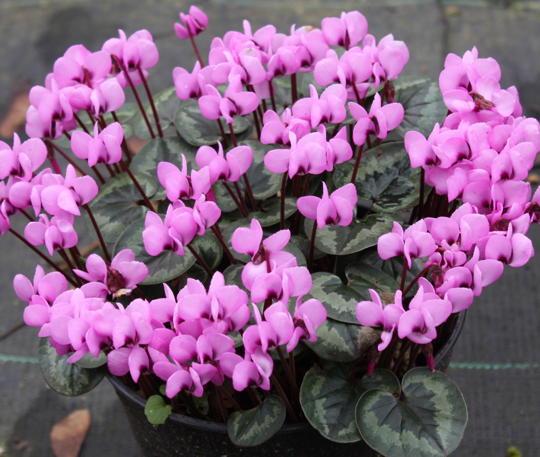 Péče o květiny cyclamen-coum-5 Cyclamen v domácnosti: Jak pečovat o tuto květinu v zimě zdraví květiny Péče o květiny Zalévání květin  Zálivka Vlhkost vzduchu Přesazování Péče o květiny Kvetení Hnojení Ciklamen 