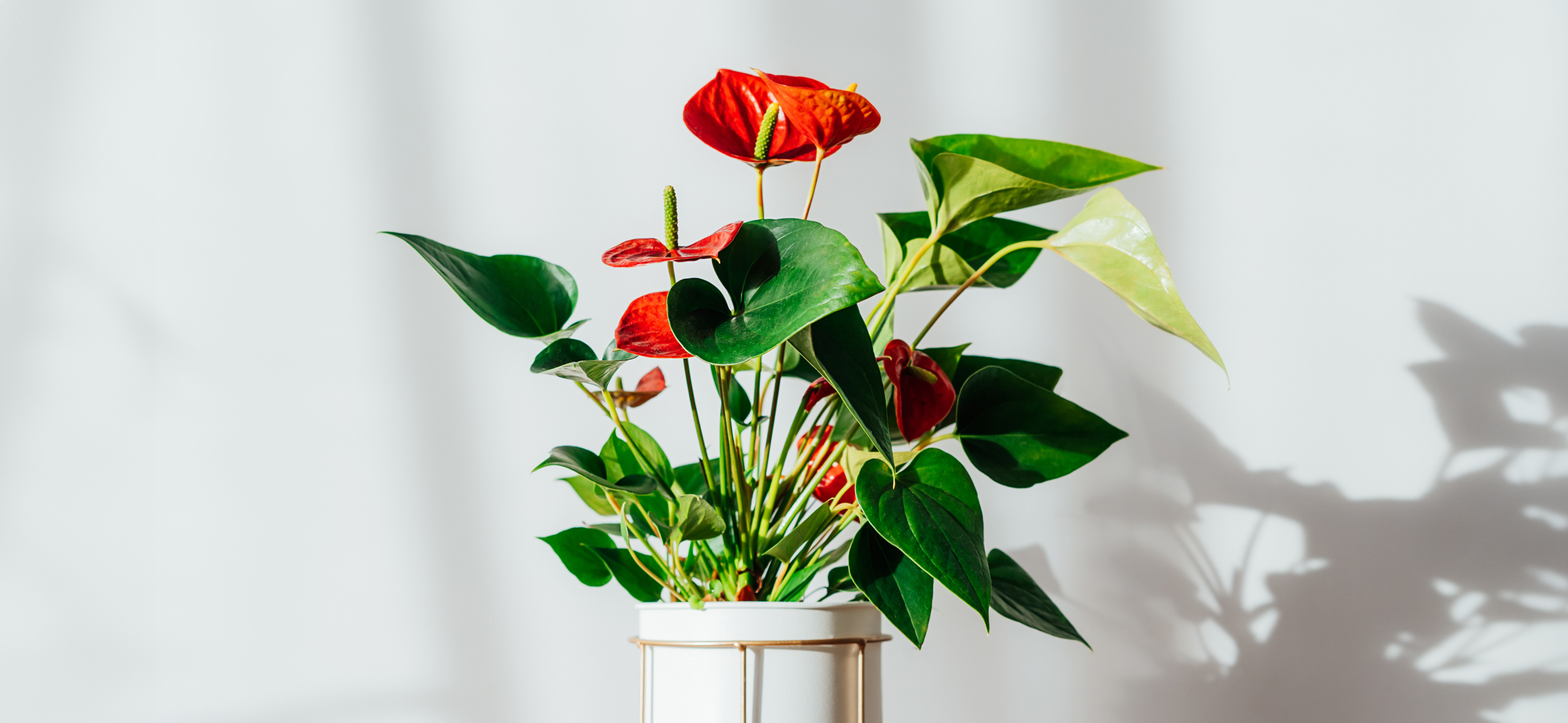 Péče o květiny in-out-anturium-shutterstock_2145238125 Anthurium: péče v domácích podmínkách Péče o květiny  Zalévání Vlhkost vzduchu Teplota Přesazování Osvětlení Mužské štěstí Květiny Hnojení Exotická rostlina Anthurium 