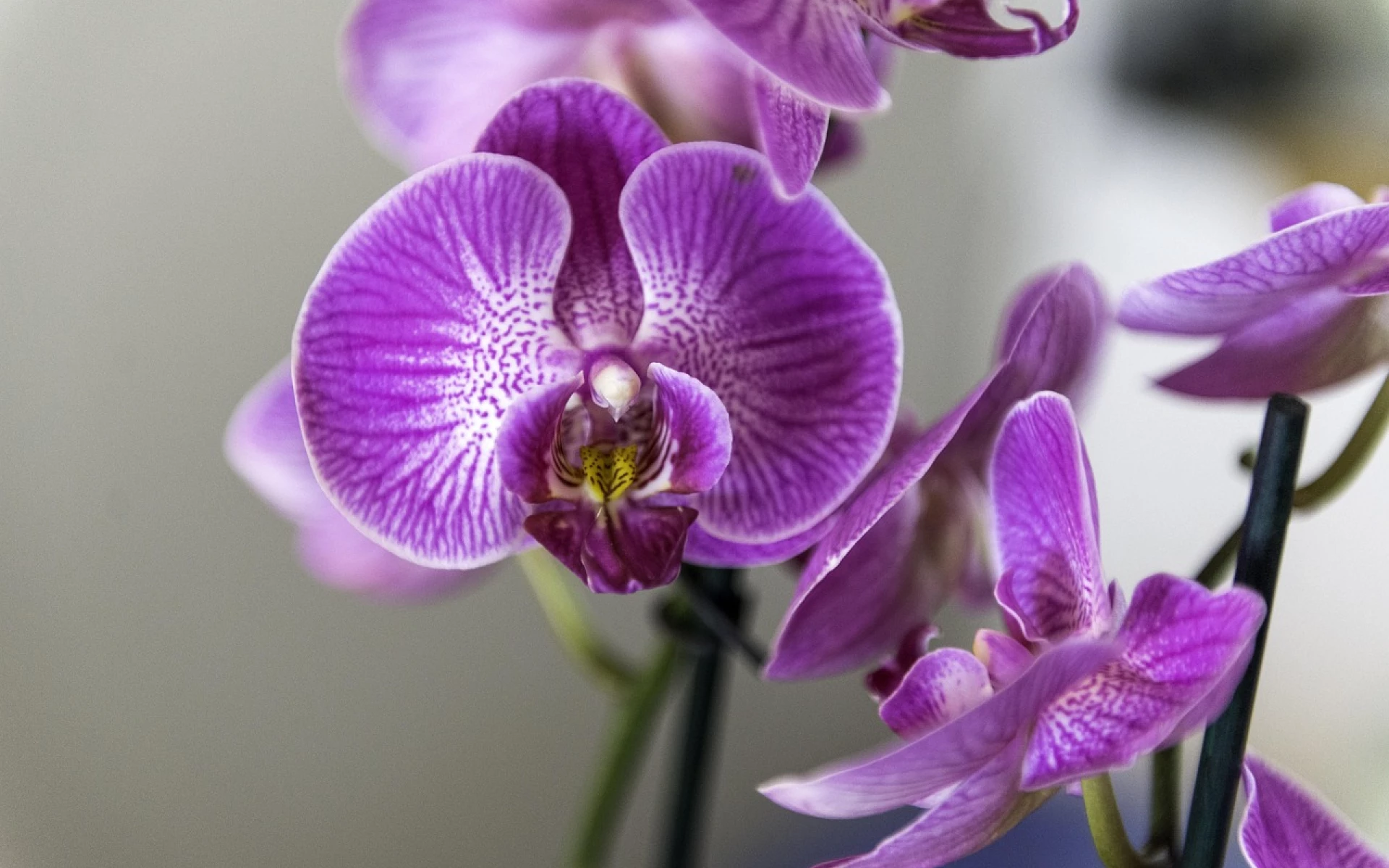 Péče o květiny orchidej Orchidej nekvete? Přečtěte si, jak pečovat o orchidej květiny  Zálivka Teplota Světlo Péče o orchideje Orchidej Kvetení Hnojení 