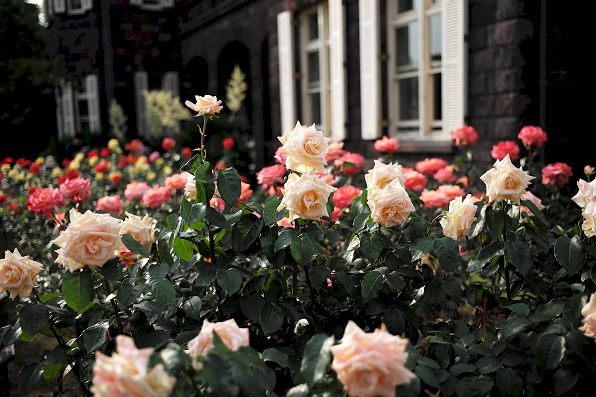 Péče o květiny roza-kensington-gardens-1 Chcete mít vlastní růže na zahradě? Zjistěte, jak je snadno vypěstovat a pečovat o ně 1 květiny Zalévání květin  Růže Květiny 