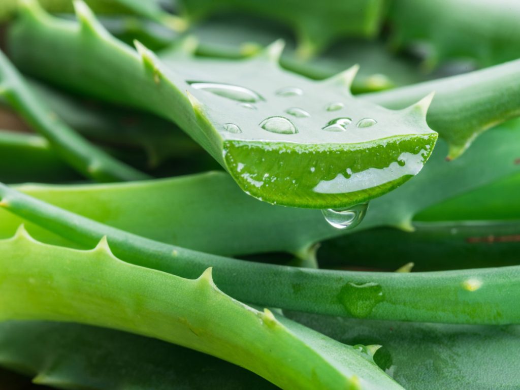 Péče o květiny AdobeStock_201112070-scaled-1-1024x768 🌿 Aloe Vera: Kompletní Průvodce Pěstováním, Péčí a Léčivými Vlastnostmi květiny Péče o květiny Zalévání květin Zálivka Zalévání Světlo Rostliny Péče Květiny Aloe vera aloe Péče o květiny AdobeStock_201112070-scaled-1-1024x768 🌿 Aloe Vera: Kompletní Průvodce Pěstováním, Péčí a Léčivými Vlastnostmi květiny Péče o květiny Zalévání květin Zálivka Zalévání Světlo Rostliny Péče Květiny Aloe vera aloe