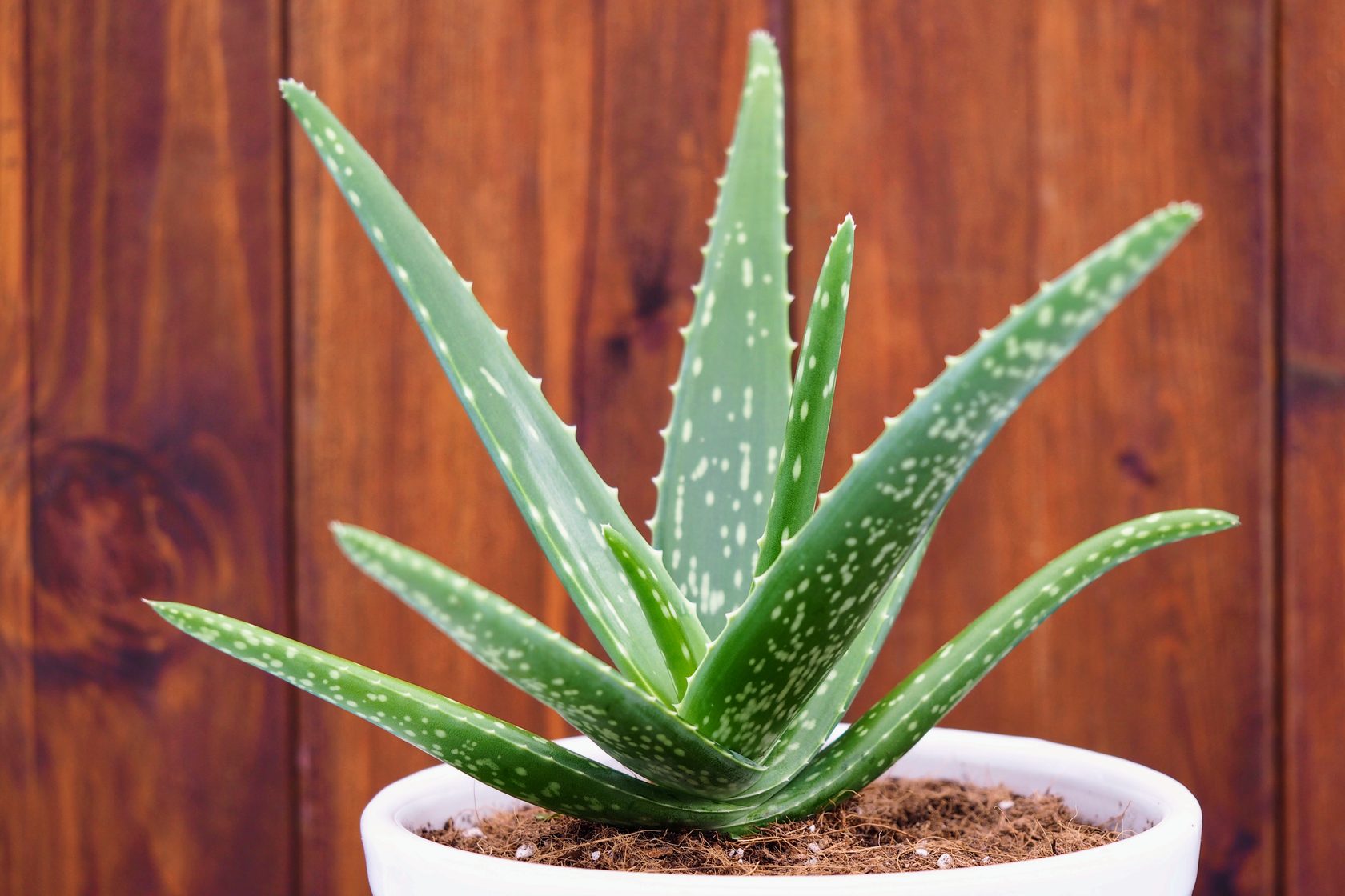 Péče o květiny Co-budete-potrebovat-1746788989 Jak Zvládnout Aloe Vera: 5 Jednoduchých Kroků Péče o květiny  