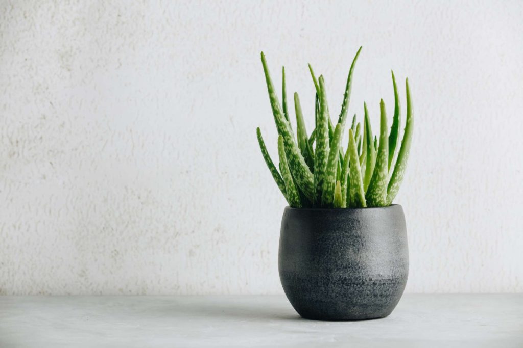 Péče o květiny GettyImages-1198326846-8845e45fe18641e8a08aa9baff6730e1-1024x683 Jak Zvládnout Aloe Vera: 5 Jednoduchých Kroků Péče o květiny Péče o květiny GettyImages-1198326846-8845e45fe18641e8a08aa9baff6730e1-1024x683 Jak Zvládnout Aloe Vera: 5 Jednoduchých Kroků Péče o květiny