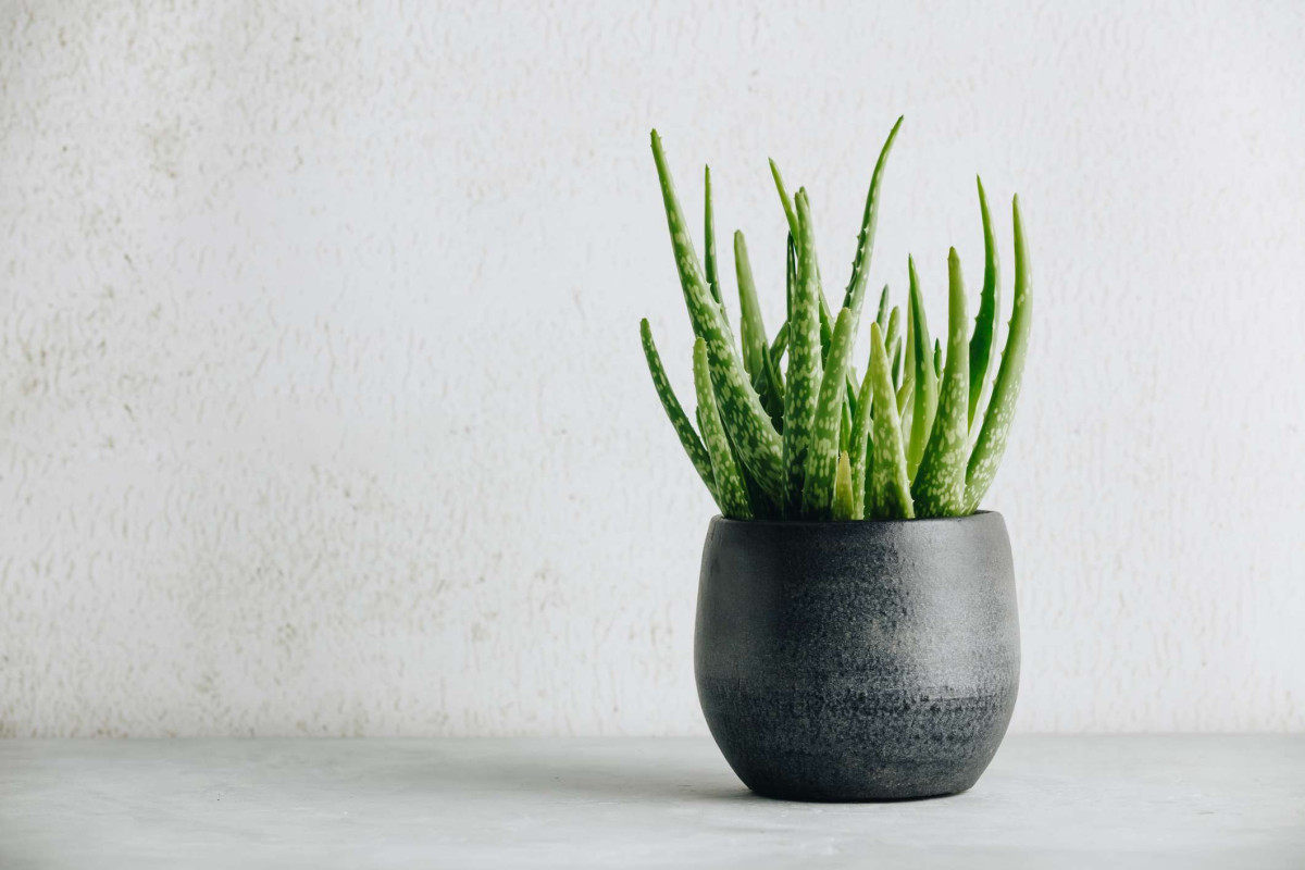 Péče o květiny GettyImages-1198326846-8845e45fe18641e8a08aa9baff6730e1 🌿 Aloe Vera: Kompletní Průvodce Pěstováním, Péčí a Léčivými Vlastnostmi květiny Péče o květiny Zalévání květin  zakořenění aloe vera ve vodě pěstování aloe vera v květináči pěstování aloe vera léčivá rostlina jak rozmnožovat aloe vera jak pečovat o aloe vera druhy aloe vera Aloe vera aloe 