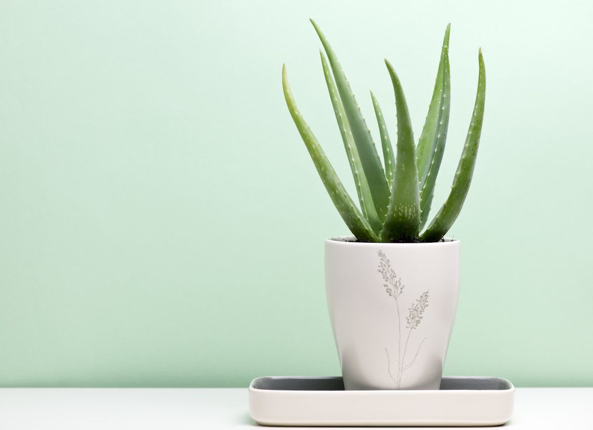 Péče o květiny Jak-Zvladnout-Aloe-Vera-5-Jednoduchych-Kroku-1746788989 Jak Zvládnout Aloe Vera: 5 Jednoduchých Kroků Péče o květiny  