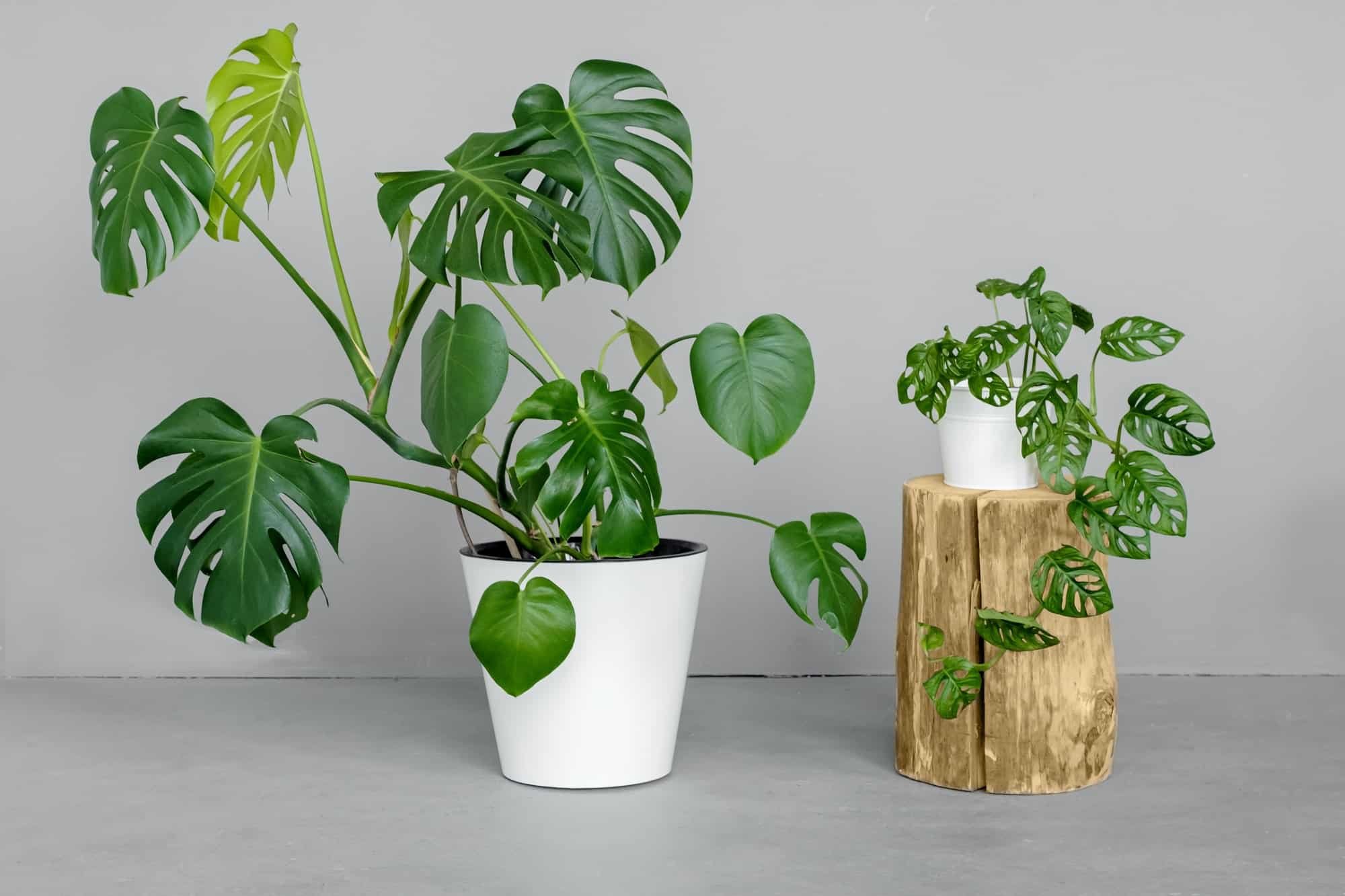 Péče o květiny Monstera-Krok-za-Krokem-pro-Zacatecniky-1746790471 Monstera: Krok za Krokem pro Začátečníky Péče o květiny  