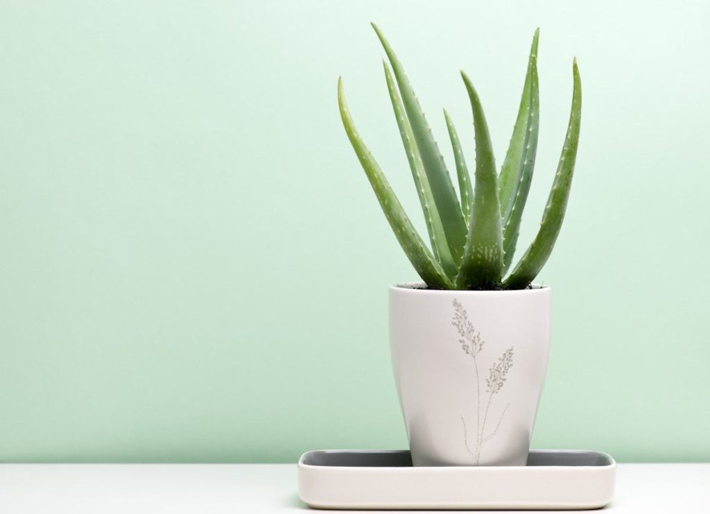Péče o květiny f2d26c5a32fb9977311b3f20980d7d23-2-1024x742 🌿 Aloe Vera: Kompletní Průvodce Pěstováním, Péčí a Léčivými Vlastnostmi květiny Péče o květiny Zalévání květin Zálivka Zalévání Světlo Rostliny Péče Květiny Aloe vera aloe Péče o květiny f2d26c5a32fb9977311b3f20980d7d23-2-1024x742 🌿 Aloe Vera: Kompletní Průvodce Pěstováním, Péčí a Léčivými Vlastnostmi květiny Péče o květiny Zalévání květin Zálivka Zalévání Světlo Rostliny Péče Květiny Aloe vera aloe