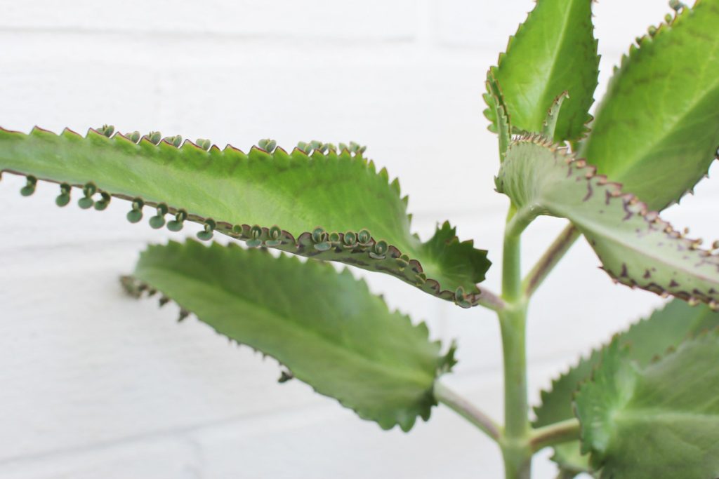 Péče o květiny kalanchoe-daigremontiana--1024x683 Léčivé účinky kalanchoe: Kalanchoe pinnata vs Kalanchoe daigremontiana – Jak využít tyto rostliny v domácí léčbě květiny Péče o květiny zdraví Zalévání Teplota Rostliny Pokojové rostliny Péče o rostliny Květiny Kalanchoe pinnata Kalanchoe daigremontiana Kalanchoe Péče o květiny kalanchoe-daigremontiana--1024x683 Léčivé účinky kalanchoe: Kalanchoe pinnata vs Kalanchoe daigremontiana – Jak využít tyto rostliny v domácí léčbě květiny Péče o květiny zdraví Zalévání Teplota Rostliny Pokojové rostliny Péče o rostliny Květiny Kalanchoe pinnata Kalanchoe daigremontiana Kalanchoe