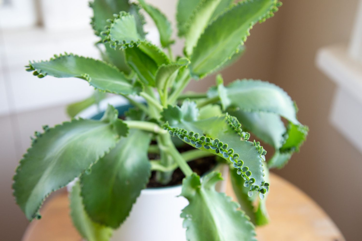 Péče o květiny kalanchoe-daigremontiana-1 Léčivé účinky kalanchoe: Kalanchoe pinnata vs Kalanchoe daigremontiana – Jak využít tyto rostliny v domácí léčbě květiny Péče o květiny zdraví  Zalévání Teplota Rostliny Pokojové rostliny Péče o rostliny Květiny Kalanchoe pinnata Kalanchoe daigremontiana Kalanchoe 