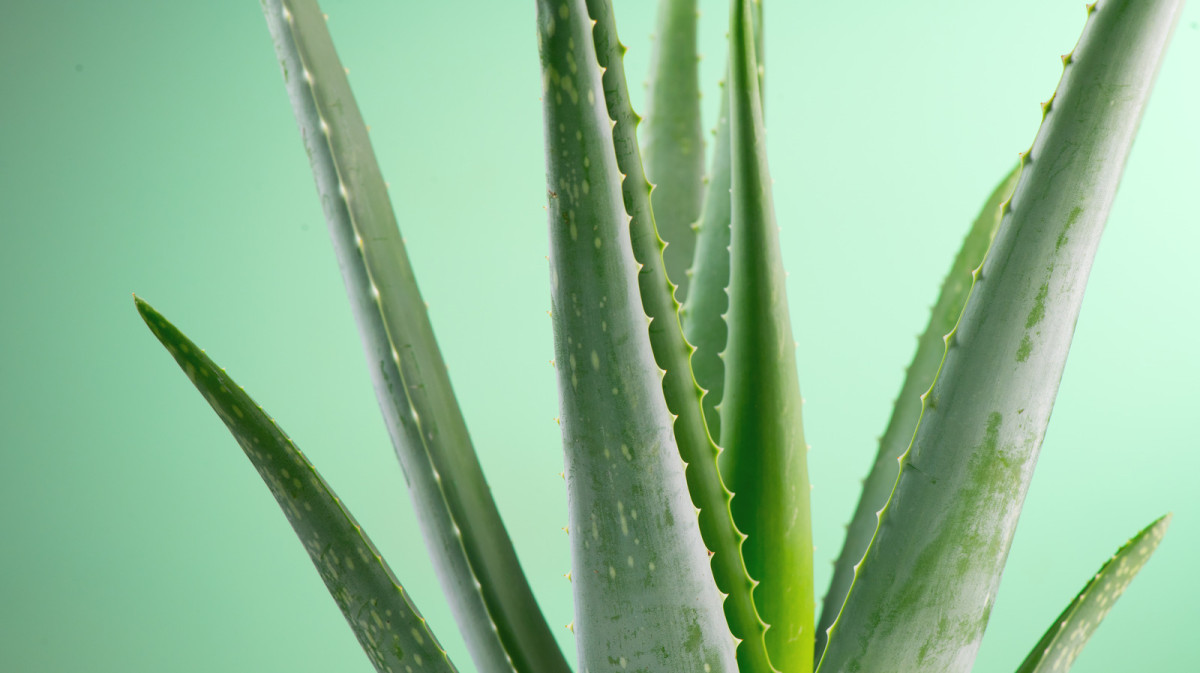 Péče o květiny l-intro-1620251651 Aloe Vera – Léčivé Účinky a Jak ji Využít Doma květiny zdraví  Pomocník v Domácnosti Léčivé Účinky Květiny Aloe vera aloe 
