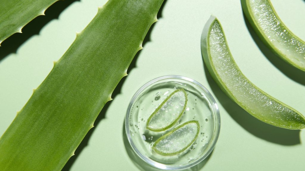 Péče o květiny media-1024x576 Aloe Vera – Léčivé Účinky a Jak ji Využít Doma květiny zdraví Pomocník v Domácnosti Léčivé Účinky Květiny Aloe vera aloe Péče o květiny media-1024x576 Aloe Vera – Léčivé Účinky a Jak ji Využít Doma květiny zdraví Pomocník v Domácnosti Léčivé Účinky Květiny Aloe vera aloe